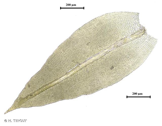 <i>Zygodon viridissimus</i> (Dicks.) Brid., 1826 © H. TINGUY