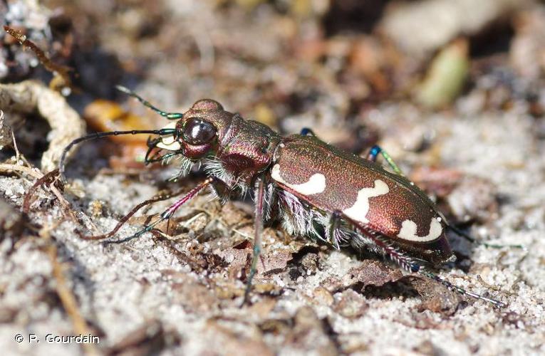 <i>Cicindela hybrida</i> Linnaeus, 1758 © P. Gourdain