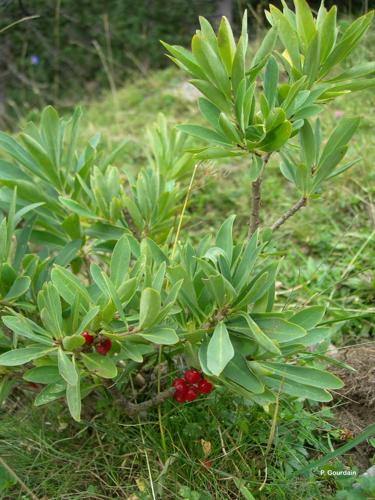 <i>Daphne mezereum</i> L., 1753 © P. Gourdain