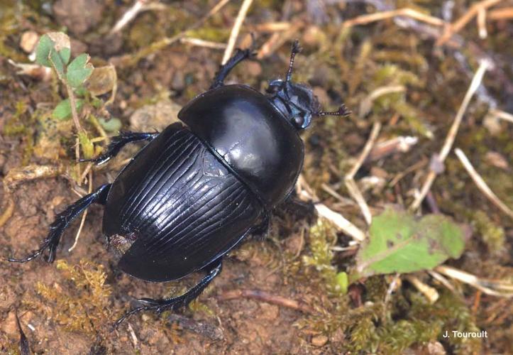 <i>Geotrupes spiniger</i> Marsham, 1802 © J. Touroult