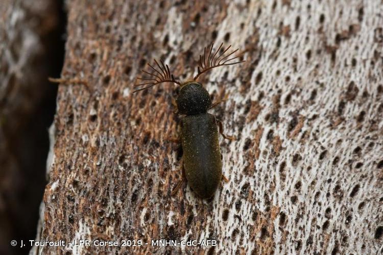 <i>Ptilinus pectinicornis</i> (Linnaeus, 1758) © J. Touroult - LPR Corse 2019 - MNHN-CdC-AFB