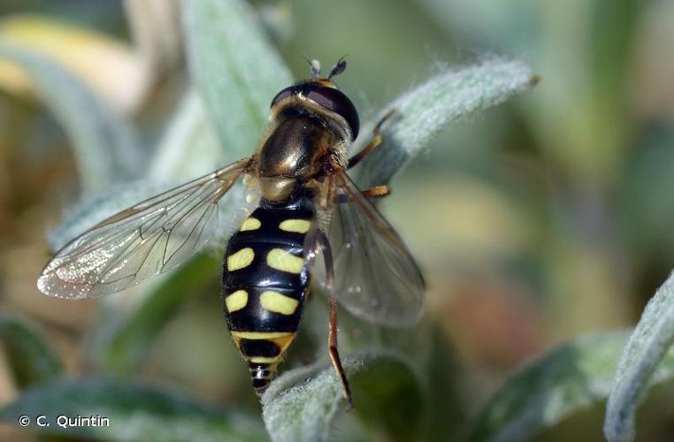 <i>Eupeodes corollae</i> (Fabricius, 1794) © C. Quintin