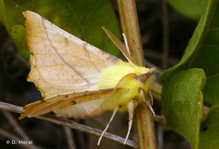 <i>Ennomos alniaria</i> (Linnaeus, 1758) © D. Morel