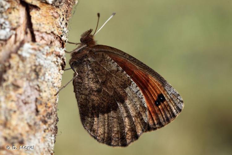 <i>Erebia pronoe</i> (Esper, 1780) © D. Morel