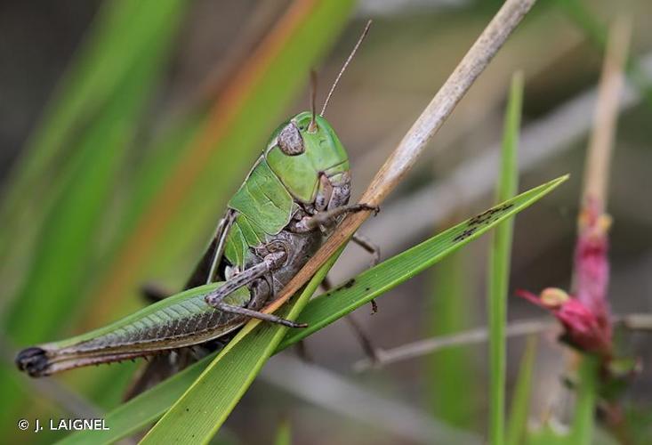 <i>Stenobothrus lineatus</i> (Panzer, 1796) © J. LAIGNEL