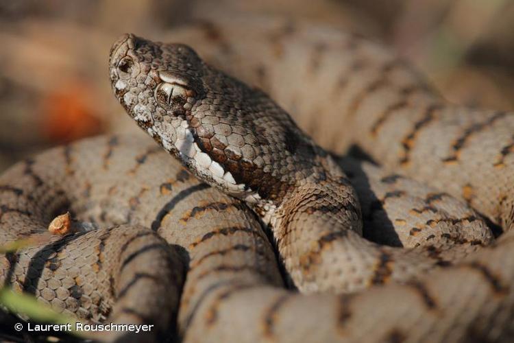 <i>Vipera aspis aspis</i> (Linnaeus, 1758) © Laurent Rouschmeyer