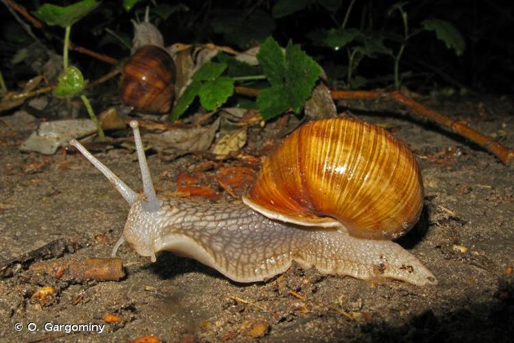 <i>Helix pomatia</i> Linnaeus, 1758 © O. Gargominy