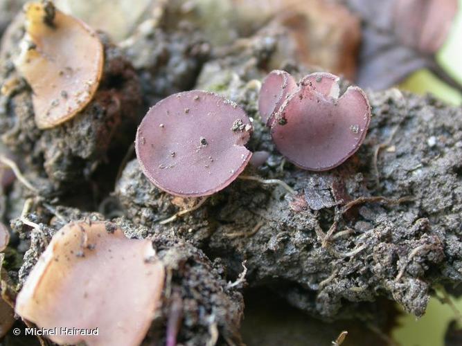 <i>Marcelleina persoonii</i> (P.Crouan & H.Crouan) Brumm. © Michel Hairaud