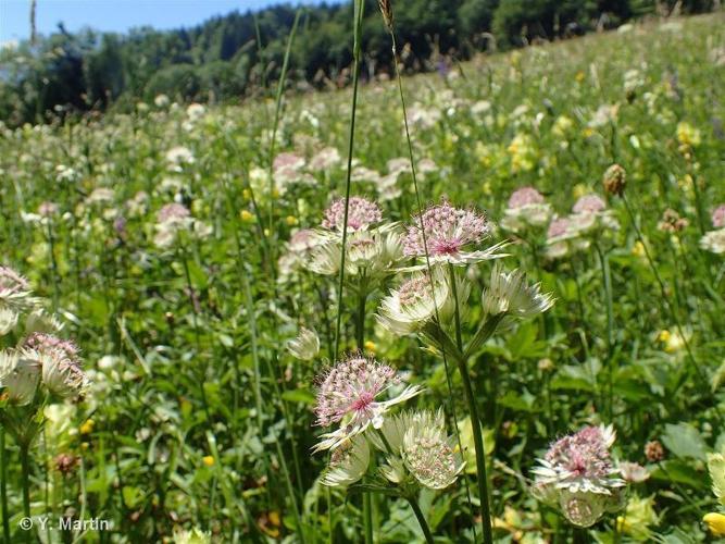 <i>Astrantia major</i> L., 1753 © 