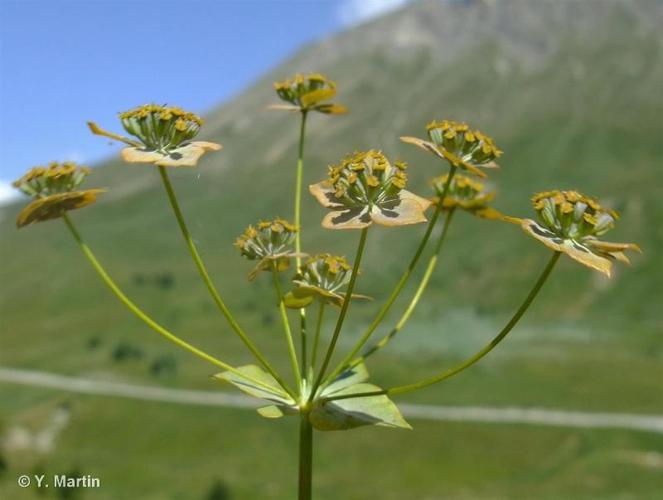 <i>Bupleurum longifolium</i> L., 1753 © 