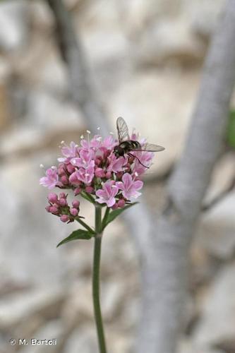 <i>Valeriana montana</i> L., 1753 © M. Bartoli