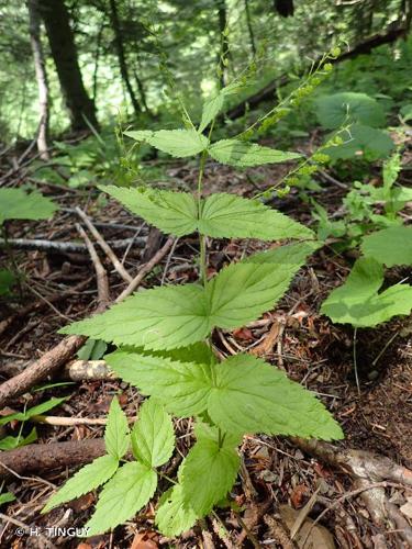 <i>Veronica urticifolia</i> Jacq., 1773 © H. TINGUY