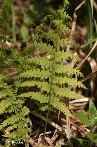 <i>Thelypteris palustris</i> Schott, 1834 © S. Filoche