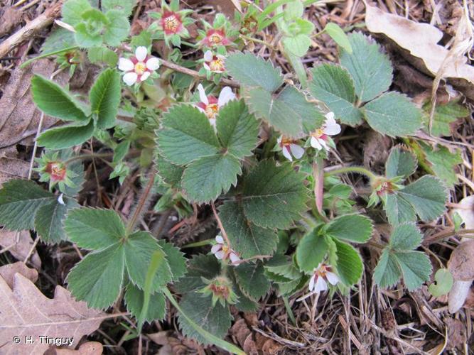 <i>Potentilla micrantha</i> Ramond ex DC., 1805 © H. Tinguy