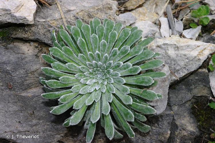 <i>Saxifraga longifolia</i> Lapeyr., 1801 © J. Thevenot