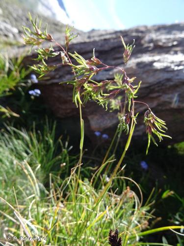 <i>Poa alpina</i> L., 1753 © P. Rouveyrol