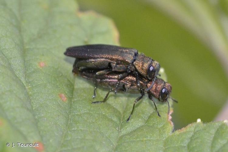 <i>Agrilus cuprescens cuprescens</i> (Ménétriés, 1832) © J. Touroult