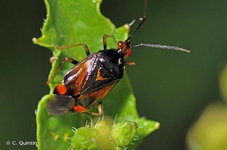 <i>Deraeocoris ruber</i> (Linnaeus, 1758) © C. Quintin