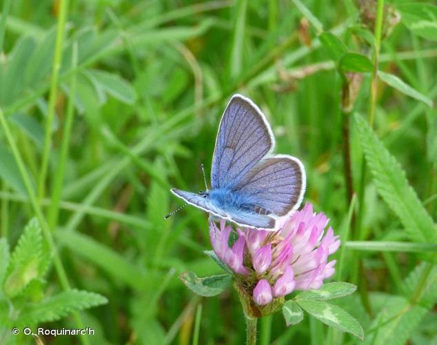 <i>Cyaniris semiargus</i> (Rottemburg, 1775) © O. Roquinarc'h