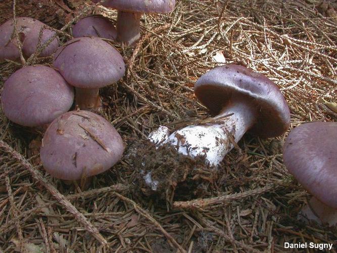 <i>Cortinarius variecolor</i> (Pers. : Fr.) Fr. © D. Sugny