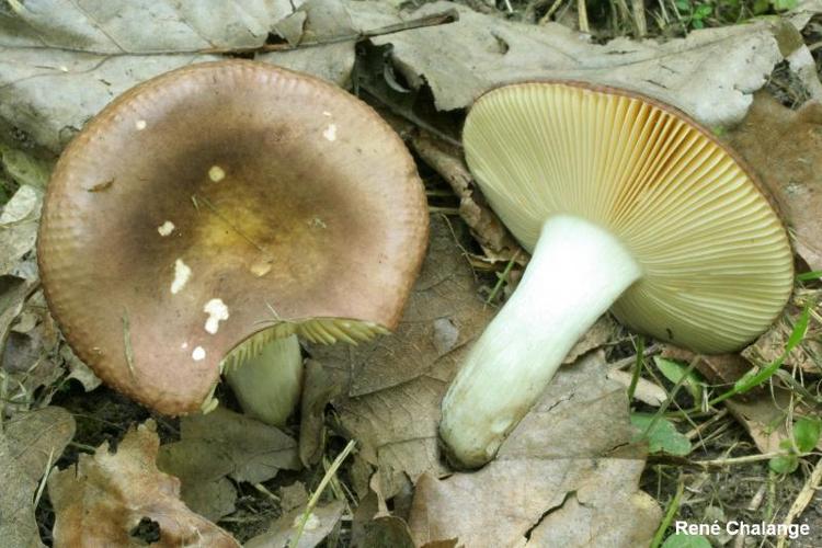 <i>Russula cuprea</i> (Krombh.) J.E. Lange © R. Chalange