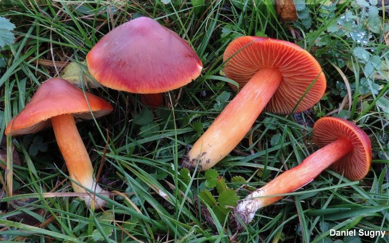 <i>Hygrocybe punicea</i> (Fr. : Fr.) Kumm. © D. Sugny