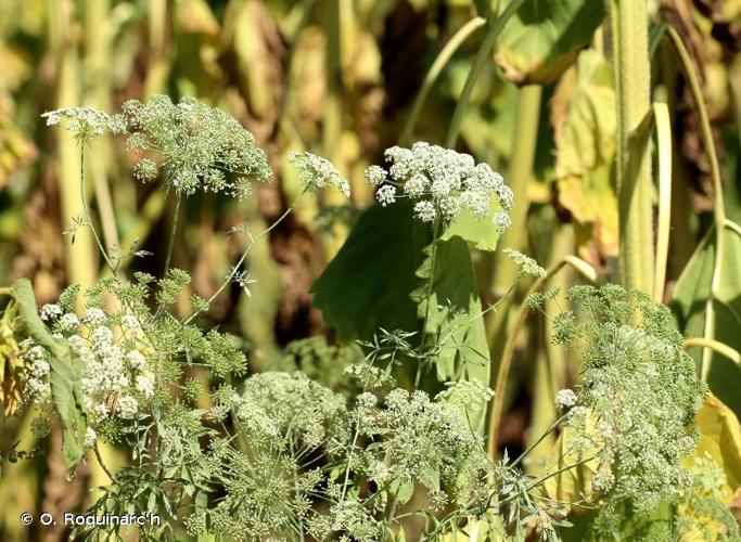 <i>Ammi majus</i> L., 1753 © O. Roquinarc'h