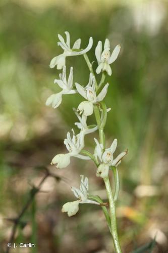 <i>Orchis provincialis</i> Balb. ex DC., 1806 © J. Carlin