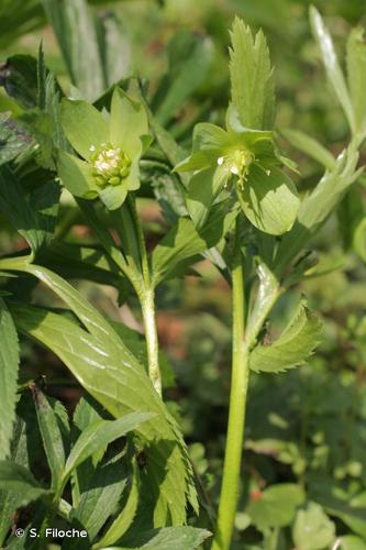 <i>Helleborus viridis</i> L., 1753 © S. Filoche