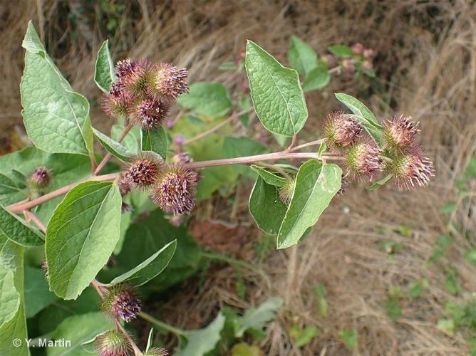 <i>Arctium minus</i> (Hill) Bernh., 1800 © 