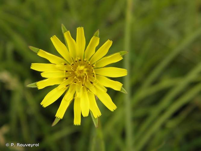 <i>Tragopogon pratensis </i>L., 1753 subsp.<i> pratensis</i> © P. Rouveyrol