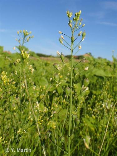 <i>Camelina sativa</i> (L.) Crantz, 1762 © 