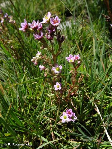 <i>Sedum villosum</i> L., 1753 © P. Rouveyrol