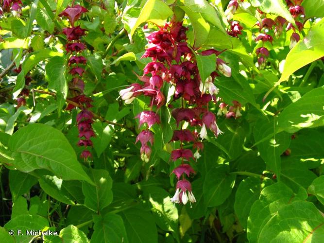 <i>Leycesteria formosa</i> Wall., 1824 © F. Michalke