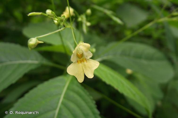 <i>Impatiens parviflora</i> DC., 1824 © O. Roquinarc'h