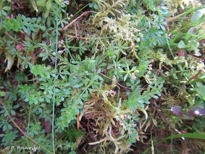 <i>Galium saxatile</i> L., 1753 © P. Rouveyrol