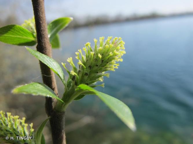 <i>Salix myrsinifolia</i> Salisb., 1796 © H. TINGUY