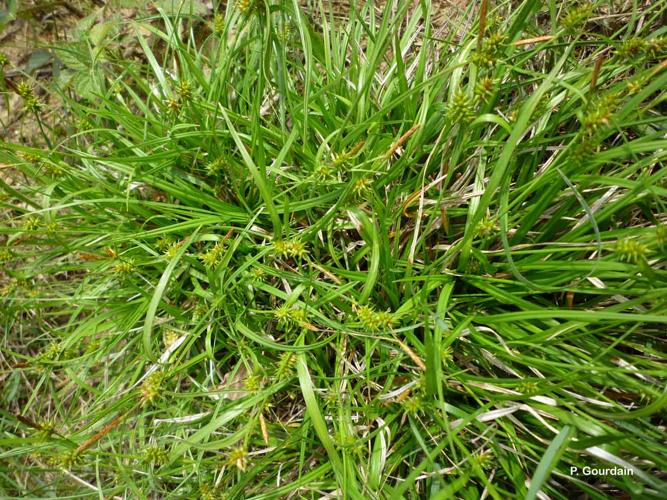 <i>Carex flava</i> L., 1753 © P. Gourdain