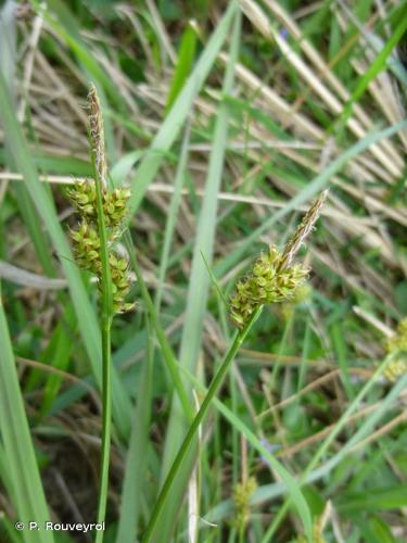 <i>Carex pilulifera</i> L., 1753 © P. Rouveyrol