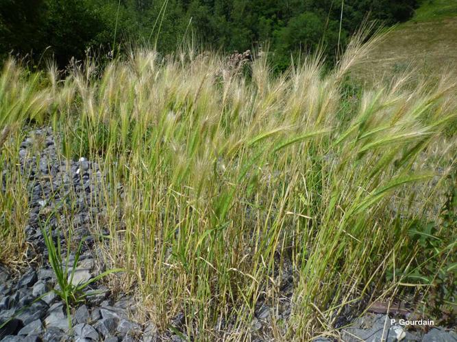 <i>Hordeum murinum</i> L., 1753 © P. Gourdain