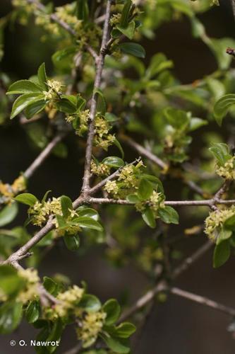 <i>Rhamnus saxatilis</i> Jacq., 1762 © O. Nawrot