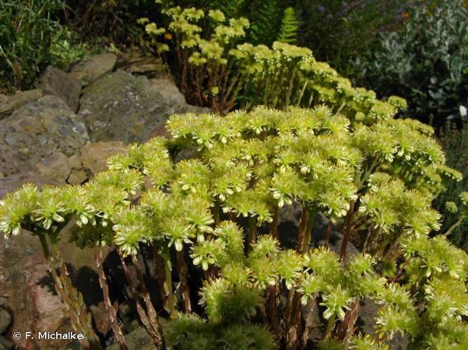 <i>Sedum sediforme</i> (Jacq.) Pau, 1909 © F. Michalke