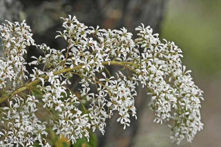 <i>Saxifraga cotyledon</i> L., 1753 © M. Bartoli