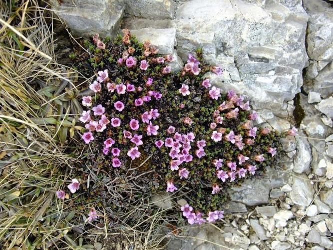 <i>Saxifraga oppositifolia</i> L., 1753 © 