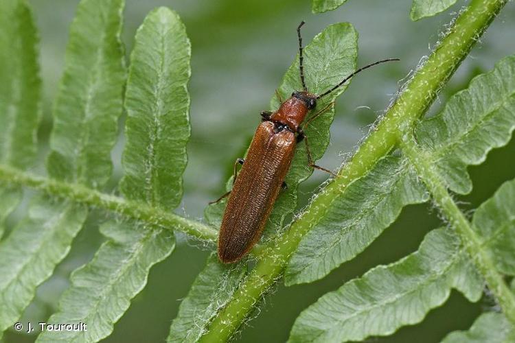 <i>Denticollis linearis</i> (Linnaeus, 1758) © J. Touroult