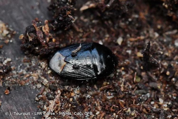 <i>Geotomus punctulatus</i> (A. Costa, 1847) © J. Touroult - LPR Corse - MNHN, CdC, OFB