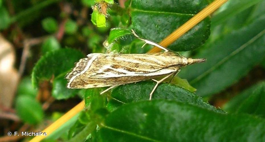 <i>Catoptria combinella</i> (Denis & Schiffermüller, 1775) © F. Michalke