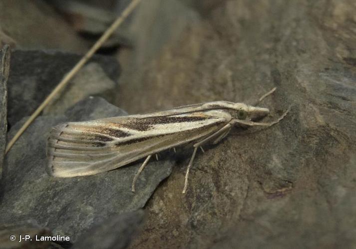 <i>Catoptria digitellus</i> (Herrich-Schäffer, 1849) © J-P. Lamoline