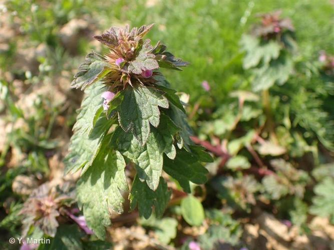 <i>Lamium hybridum</i> Vill., 1786 © 