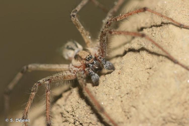 <i>Agelena labyrinthica</i> (Clerck, 1758) © S. Déjean